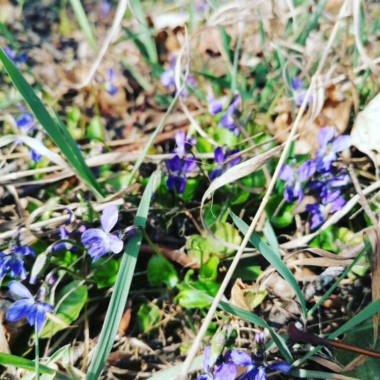 OstSeele - Veilchen